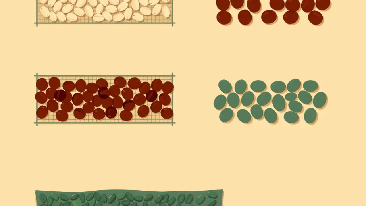 Coffee cherries at four stages of processing: washed, natural, honey and wet-hulled, illustrated side by side